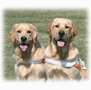 Irish Guide Dogs for the Blind